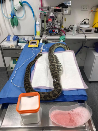 Illustration for article titled This Video of a Vet Pulling a Slipper Out of a Snake Is Gnarly as Heck